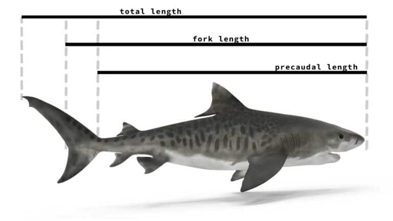 How Big Do Tiger Sharks Get?