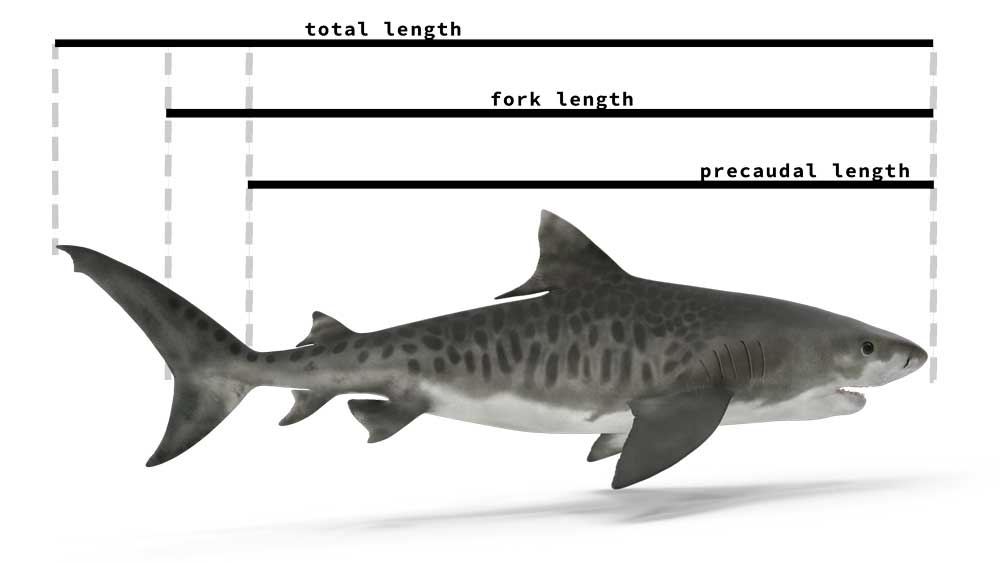 how big do tiger sharks get