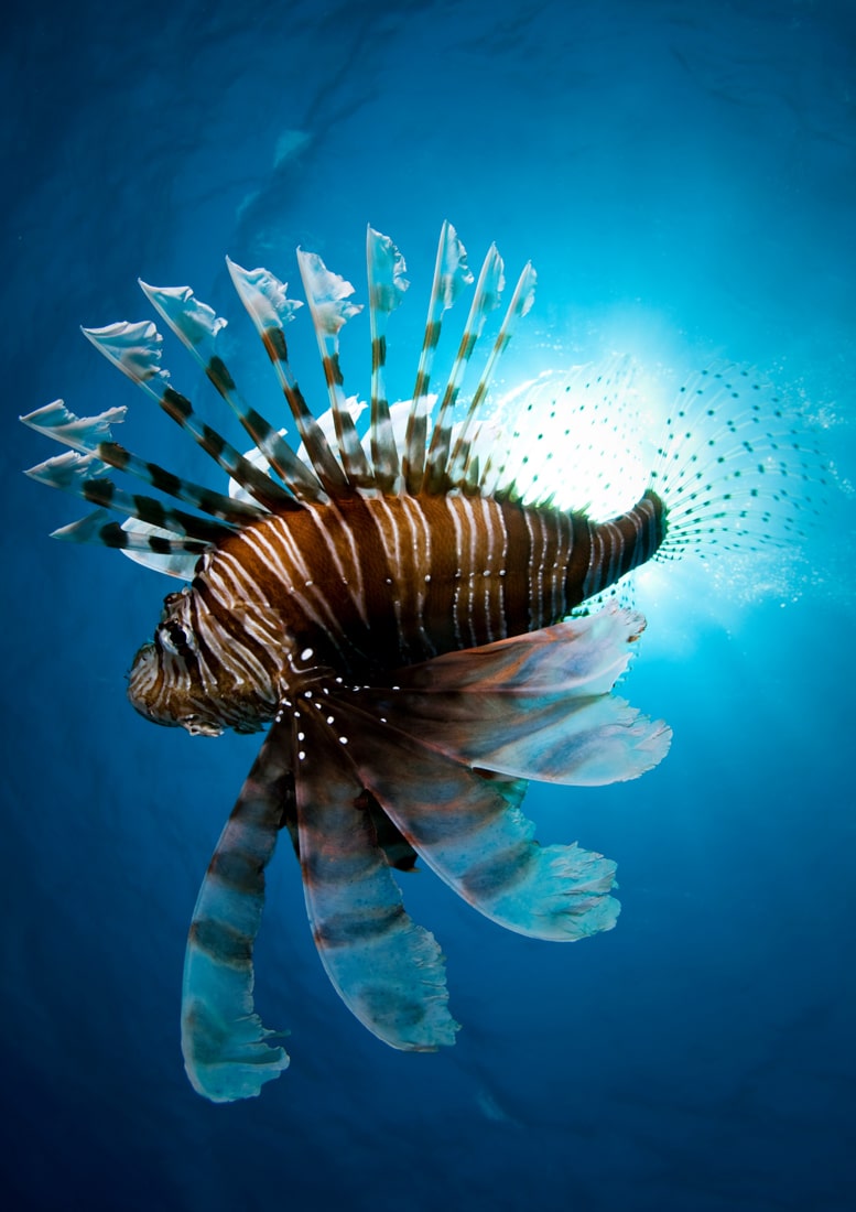 lion fish venom strings cme