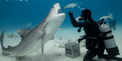 tiger shark feeding