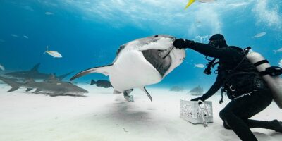 shark feeding