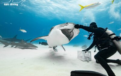 shark feeding