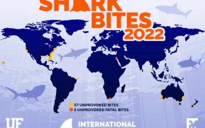 2022 shark attacks