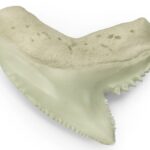 Tiger Shark Teeth - Unique Among Sharks - Epic Diving