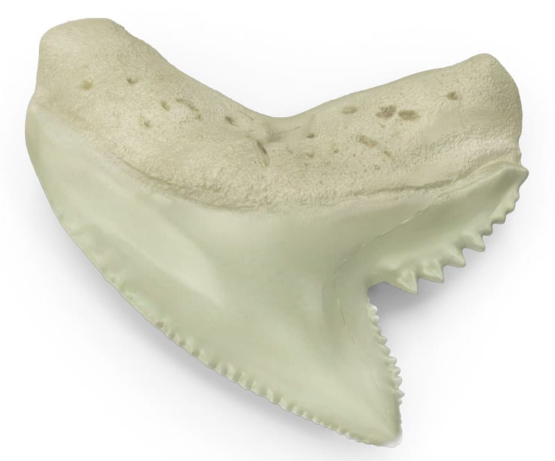 Tiger Shark Teeth – Unique Among Sharks
