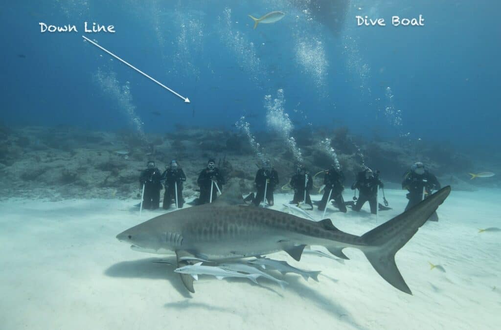 group of divers at tiger beach