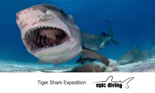 Tiger Beach Safety Briefing