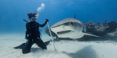 women diver and tiger shark