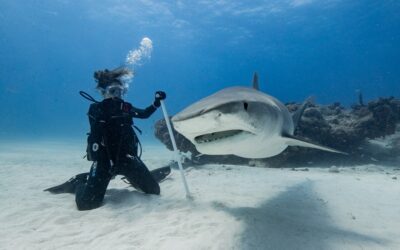 women diver and tiger shark