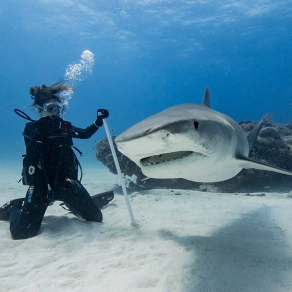 How to Prepare for Your First Shark Dive at Tiger Beach