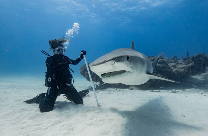 women diver and tiger shark