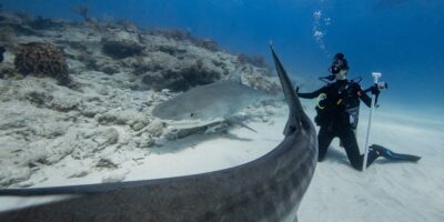 diving with tiger sharks