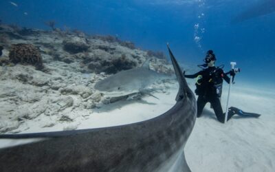 diving with tiger sharks
