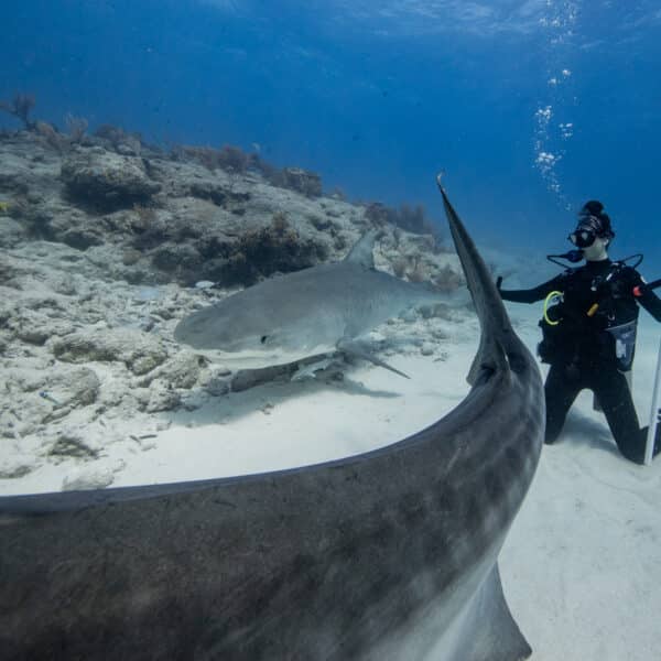 Why Shark Divers Support Stronger Conservation Policies