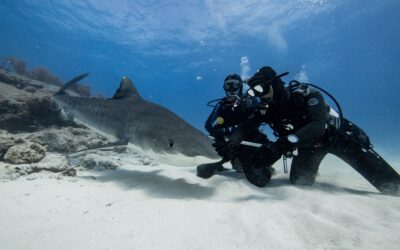 tiger shark handeling