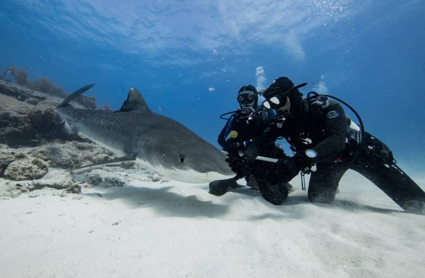 tiger shark handeling