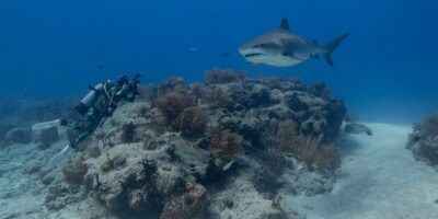 photographing tiger sharks over a reef