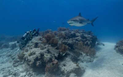 photographing tiger sharks over a reef