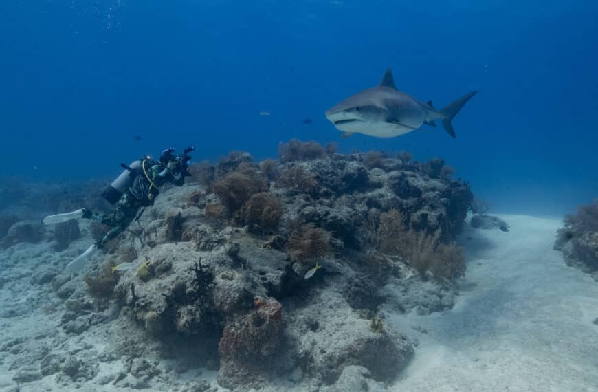 How Coral Reefs and Sharks Work Together in the Ocean