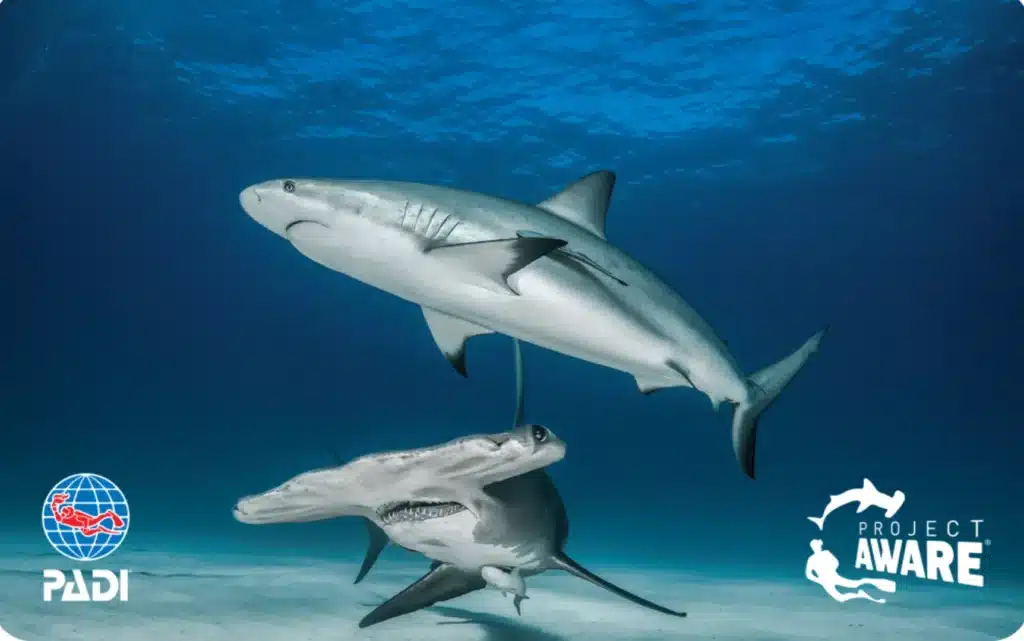padi shark conservation specialty course
