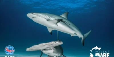 padi shark conservation specialty course
