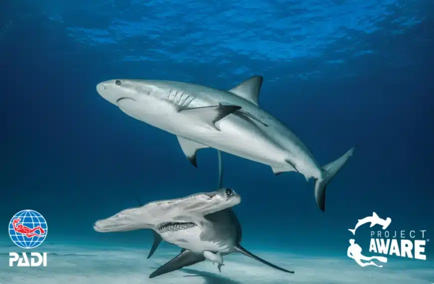 padi shark conservation specialty course