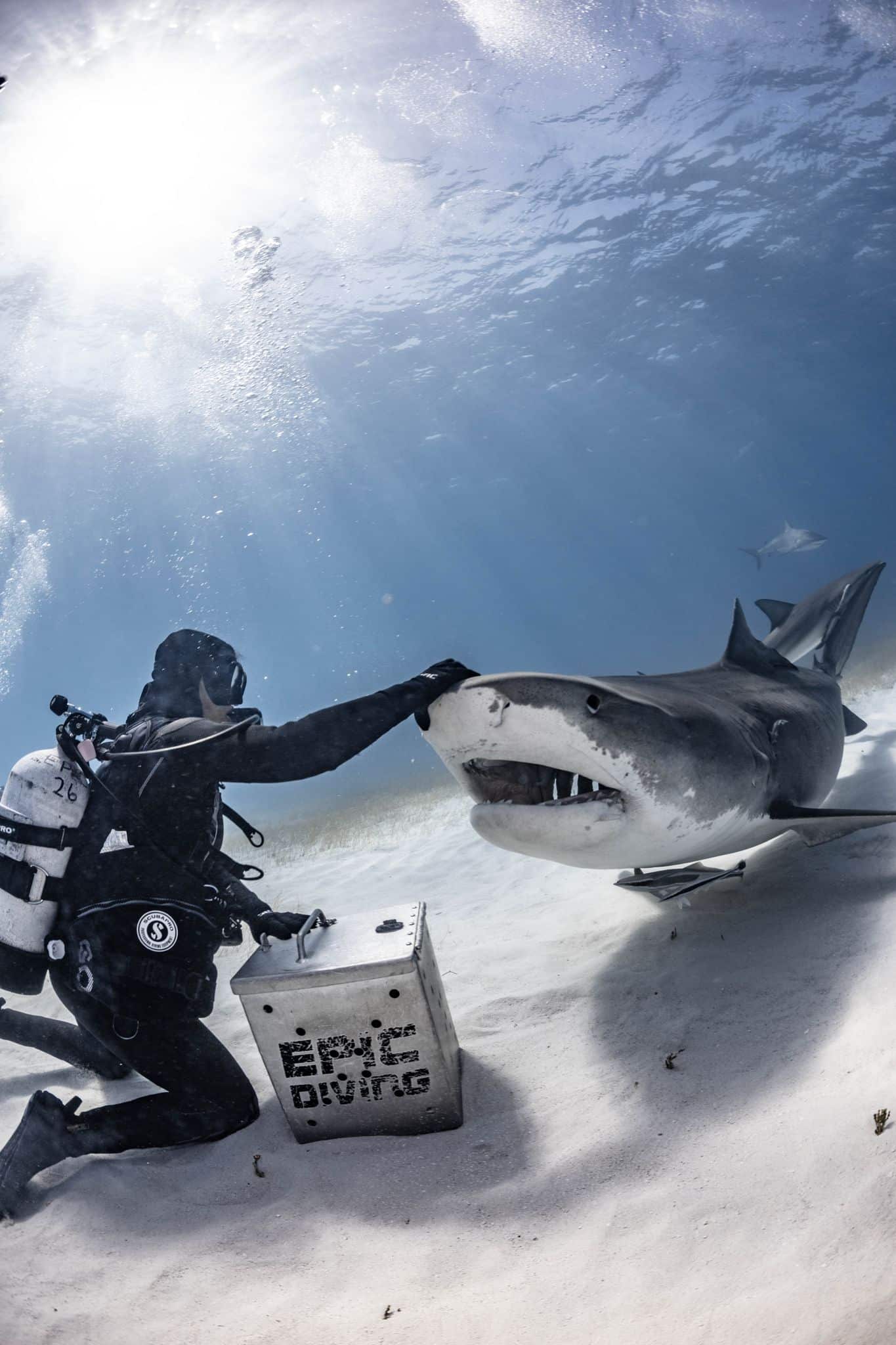 tiger shark diving in the bahamas