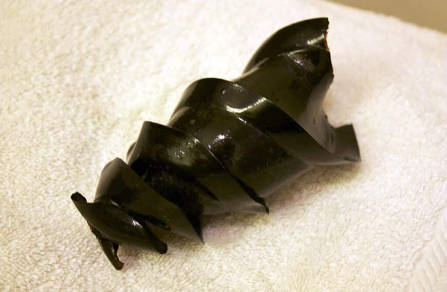 Shark Reproduction: How Sharks Mate and Give Birth