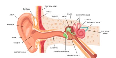 equalization in scuba diving