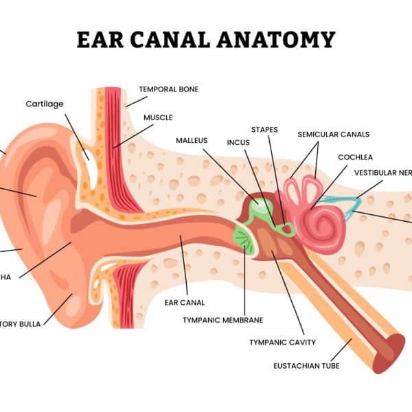 Equalization in Scuba Diving: What’s Happening
