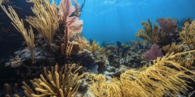 PADI Coral Reef Conservation Specialty Course