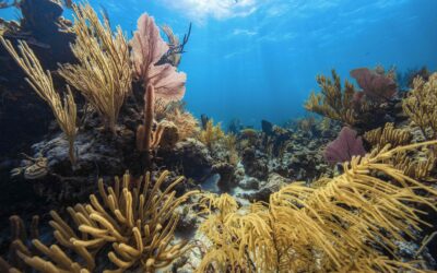 PADI Coral Reef Conservation Specialty Course