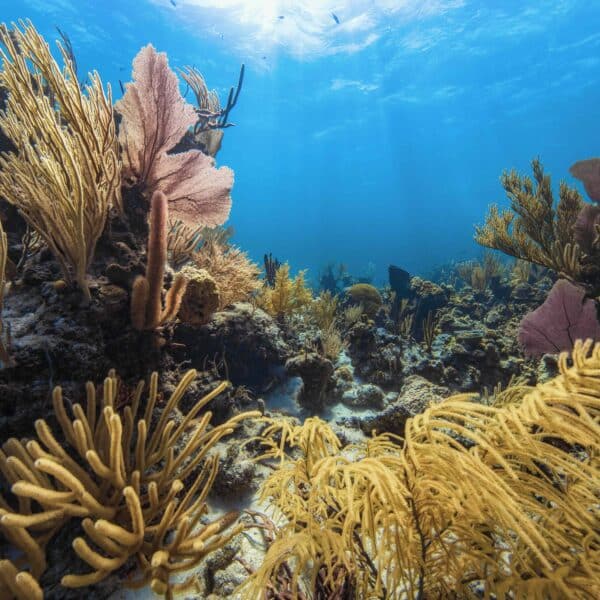 Coral Reef Conservation Specialty Course