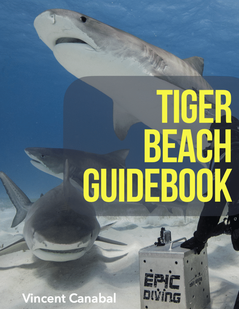 Tiger Beach Shark ID Guidebook