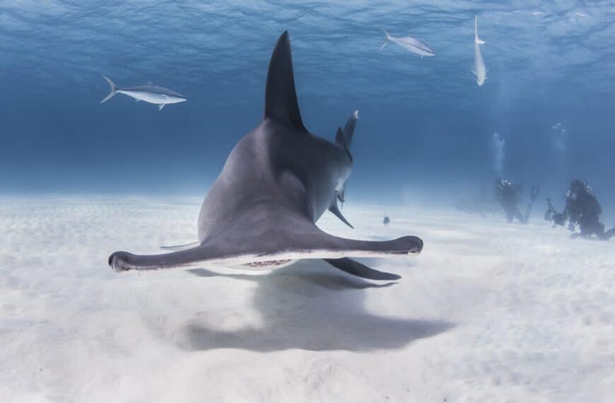 Shark Senses: The Complete Guide to How Sharks Experience the Ocean