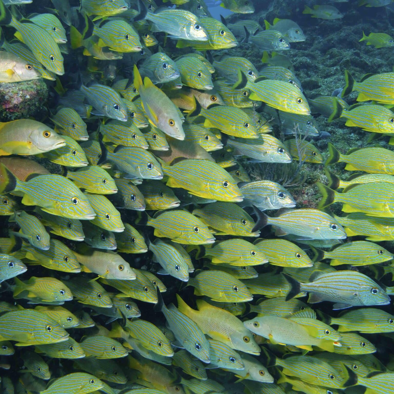 padi aware fish identification specialty course