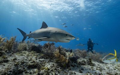 padi peak performance buoyancy