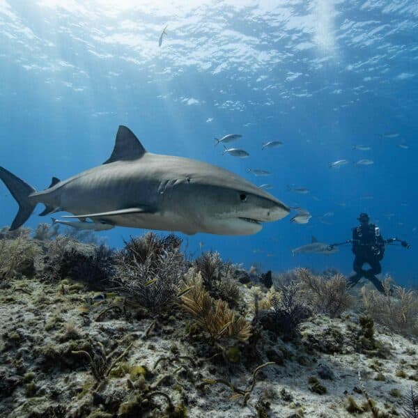 Tips for Photographing Sharks Underwater at Tiger Beach