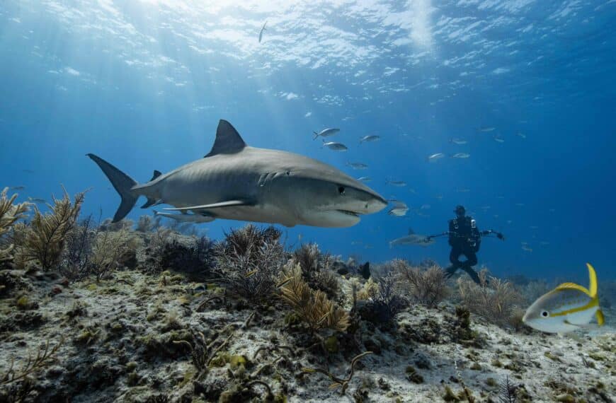 padi peak performance buoyancy