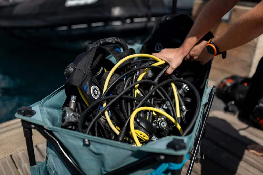 shark dive travel guides