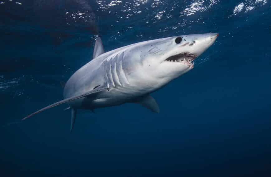How Fast Can Sharks Really Swim? Myths vs. Facts