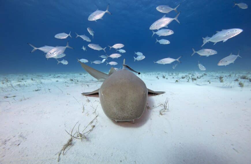 Do Sharks Sleep? What Science Says