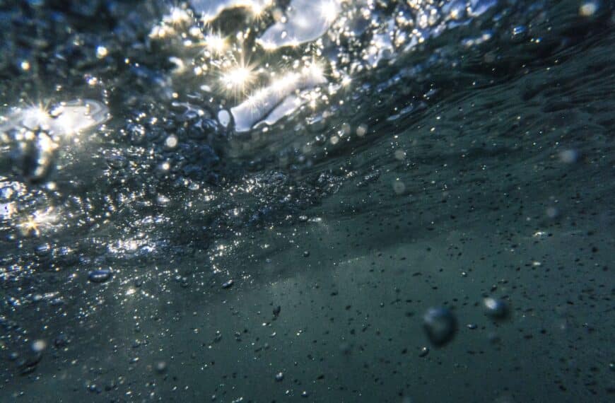 Shark Hearing: How Sharks Tune Into the Ocean