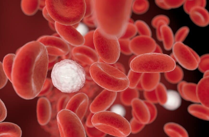 Are Sharks Attracted to Blood? Myths vs. Facts