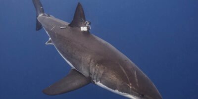 technology for shark conservation