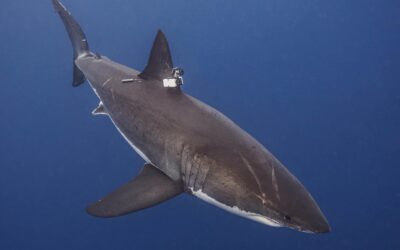 technology for shark conservation