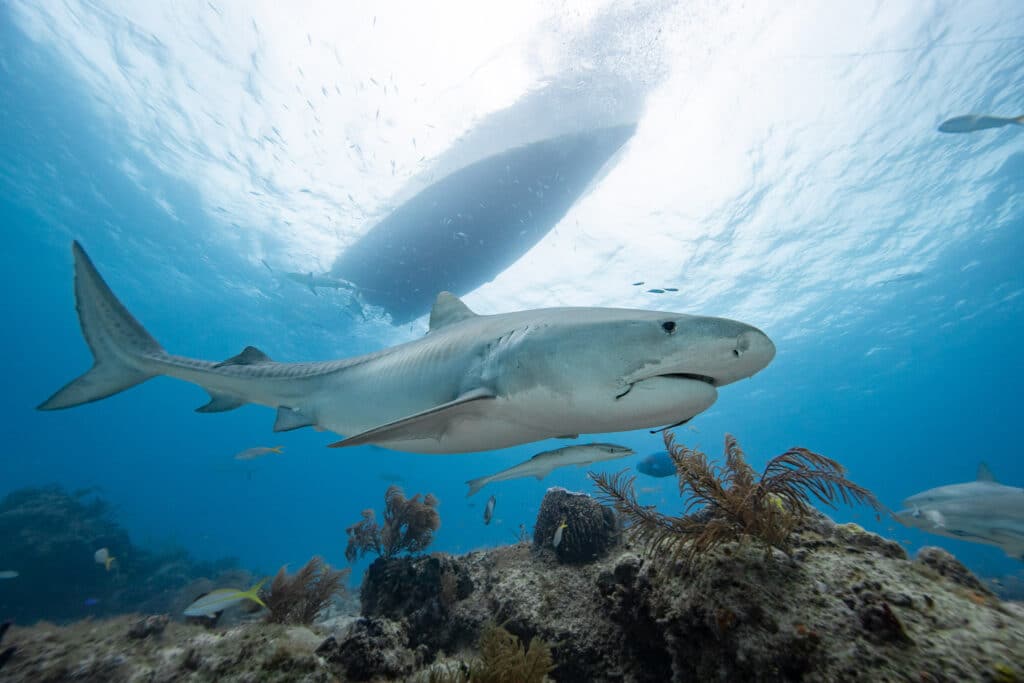 Tiger Beach with Epic Diving