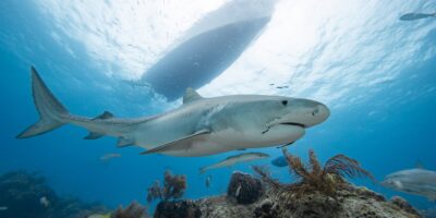 Tiger Beach with Epic Diving