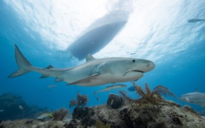 Tiger Beach with Epic Diving