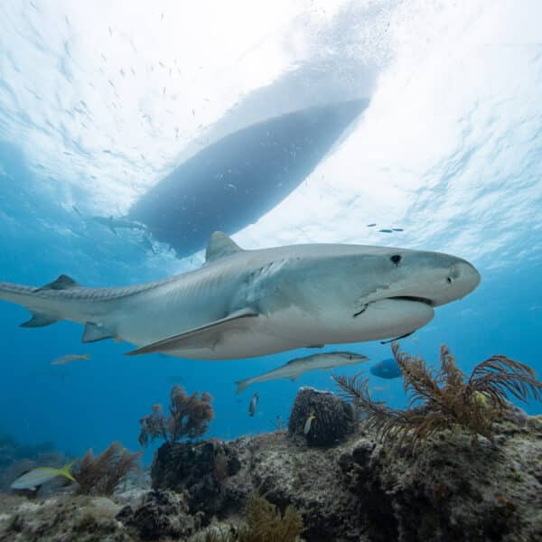 The Art of Shark Portraits: Getting Stunning Close-Ups in the Bahamas